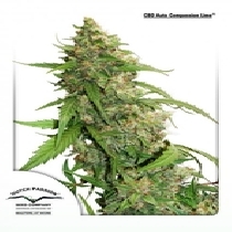 CBD Auto Compassion Lime (Dutch Passion Seeds) Cannabis Seeds