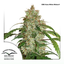 CBD Auto White Widow (Dutch Passion Seeds) Cannabis Seeds
