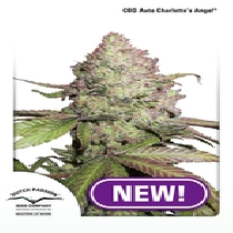 CBD Charlotte's Angel Auto (Dutch Passion Seeds) Cannabis Seeds