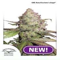 CBD Charlottes Angel Auto (Dutch Passion Seeds) Cannabis Seeds