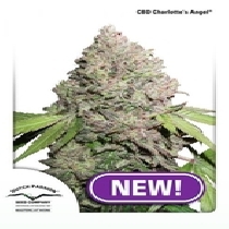 CBD Charlotte's Angel (Dutch Passion Seeds) Cannabis Seeds