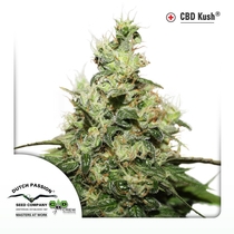 CBD Kush (Dutch Passion Seeds) Cannabis Seeds