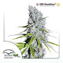 CBD Skunk Haze (Dutch Passion Seeds) Cannabis Seeds