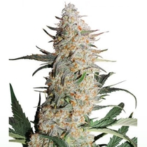 Critical Orange Punch (Dutch Passion Seeds) Cannabis Seeds