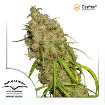 Desfran (Dutch Passion Seeds) Cannabis Seeds