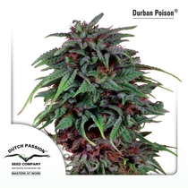 Durban Poison (Dutch Passion Seeds) Cannabis Seeds
