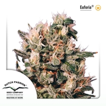Euforia (Dutch Passion Seeds) Cannabis Seeds