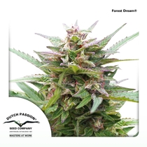 Forest Dream (Dutch Passion Seeds) Cannabis Seeds