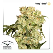 Freddys Best (Dutch Passion Seeds) Cannabis Seeds