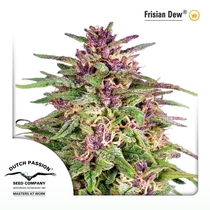 Frisian Dew (Dutch Passion Seeds) Cannabis Seeds