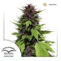 Frisian Duck (Dutch Passion Seeds) Cannabis Seeds