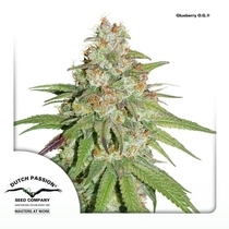 Glueberry OG (Dutch Passion Seeds) Cannabis Seeds