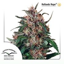 Hollands Hope regular (Dutch Passion Seeds) Cannabis Seeds