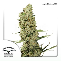 Jorges Diamond (Dutch Passion Seeds) Cannabis Seeds