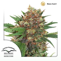 Masterkush (Dutch Passion Seeds) Cannabis Seeds