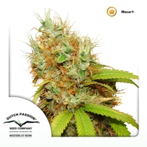 Mazar (Dutch Passion Seeds) Cannabis Seeds