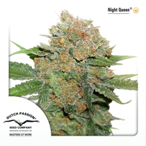 Night Queen (Dutch Passion Seeds) Cannabis Seeds