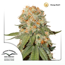 Orange Bud (Dutch Passion Seeds) Cannabis Seeds