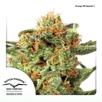 Orange Hill Special (Dutch Passion Seeds) Cannabis Seeds