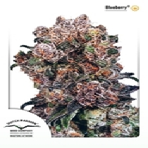 Original Blueberry (Dutch Passion Seeds) Cannabis Seeds