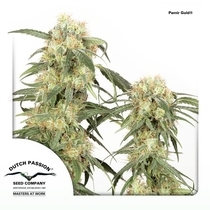 Pamir Gold (Dutch Passion Seeds) Cannabis Seeds
