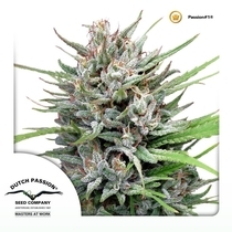 Passion 1 regular (Dutch Passion Seeds) Cannabis Seeds