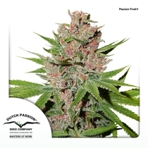 Passion Fruit (Dutch Passion Seeds) Cannabis Seeds