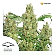 Power Plant (Dutch Passion Seeds) Cannabis Seeds