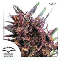 Purple #1 (Dutch Passion Seeds) Cannabis Seeds