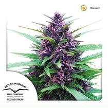 Shaman (Dutch Passion Seeds) Cannabis Seeds