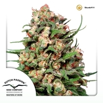 Skunk 1 (Dutch Passion Seeds) Cannabis Seeds