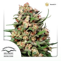 Skunk #1 (Dutch Passion Seeds) Cannabis Seeds