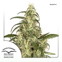 Skunk #11 (Dutch Passion Seeds) Cannabis Seeds