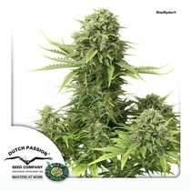 StarRyder (Dutch Passion Seeds) Cannabis Seeds