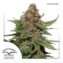 Strawberry Cough (Dutch Passion Seeds) Cannabis Seeds