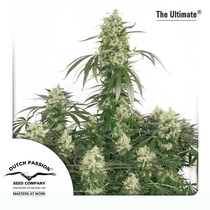 The Ultimate (Dutch Passion Seeds) Cannabis Seeds