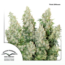 Think Different Auto (Dutch Passion Seeds) Cannabis Seeds
