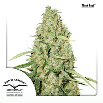 Think Fast (Dutch Passion) Cannabis Seeds