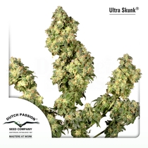 Ultra Skunk (Dutch Passion Seeds) Cannabis Seeds
