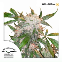 White Widow feminised (Dutch Passion Seeds) Cannabis Seeds