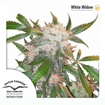 White Widow (Dutch Passion Seeds) Cannabis Seeds
