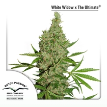 White Widow X The Ultimate (Dutch Passion Seeds) Cannabis Seeds