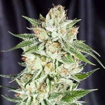 5th Element (Elemental Seeds) Cannabis Seeds