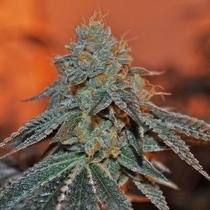 Berry Bomb (Elemental Seeds) Cannabis Seeds