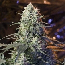 Chaos Kush (Elemental Seeds) Cannabis Seeds