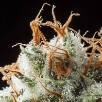 Grizzly Kush (Elemental Seeds) Cannabis Seeds