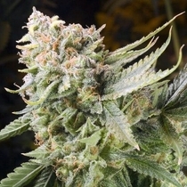 Gummy Bears (Elemental Seeds) Cannabis Seeds