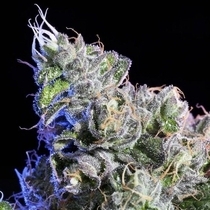 Huckle Berry (Elemental Seeds) Cannabis Seeds