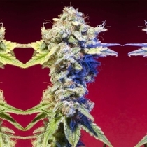 Mango Tango (Elemental Seeds) Cannabis Seeds
