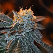 True Berry (Elemental Seeds) Cannabis Seeds